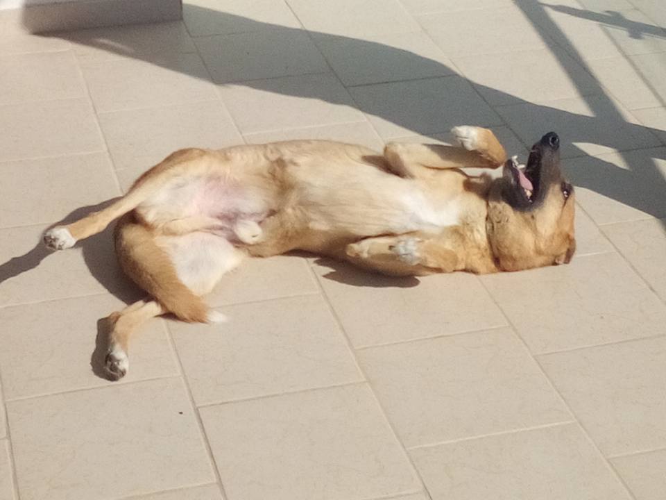 Die hohe Lebensqualität in Zypern überzeugt auch unseren Hund Mickey.